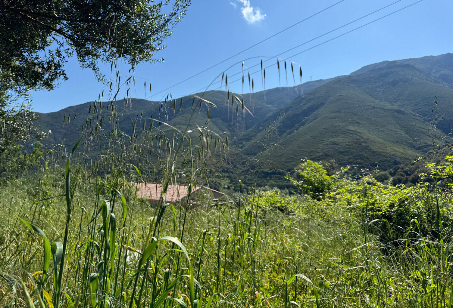 Terrain à vendre à OCCHIATANA (20) — photo 1