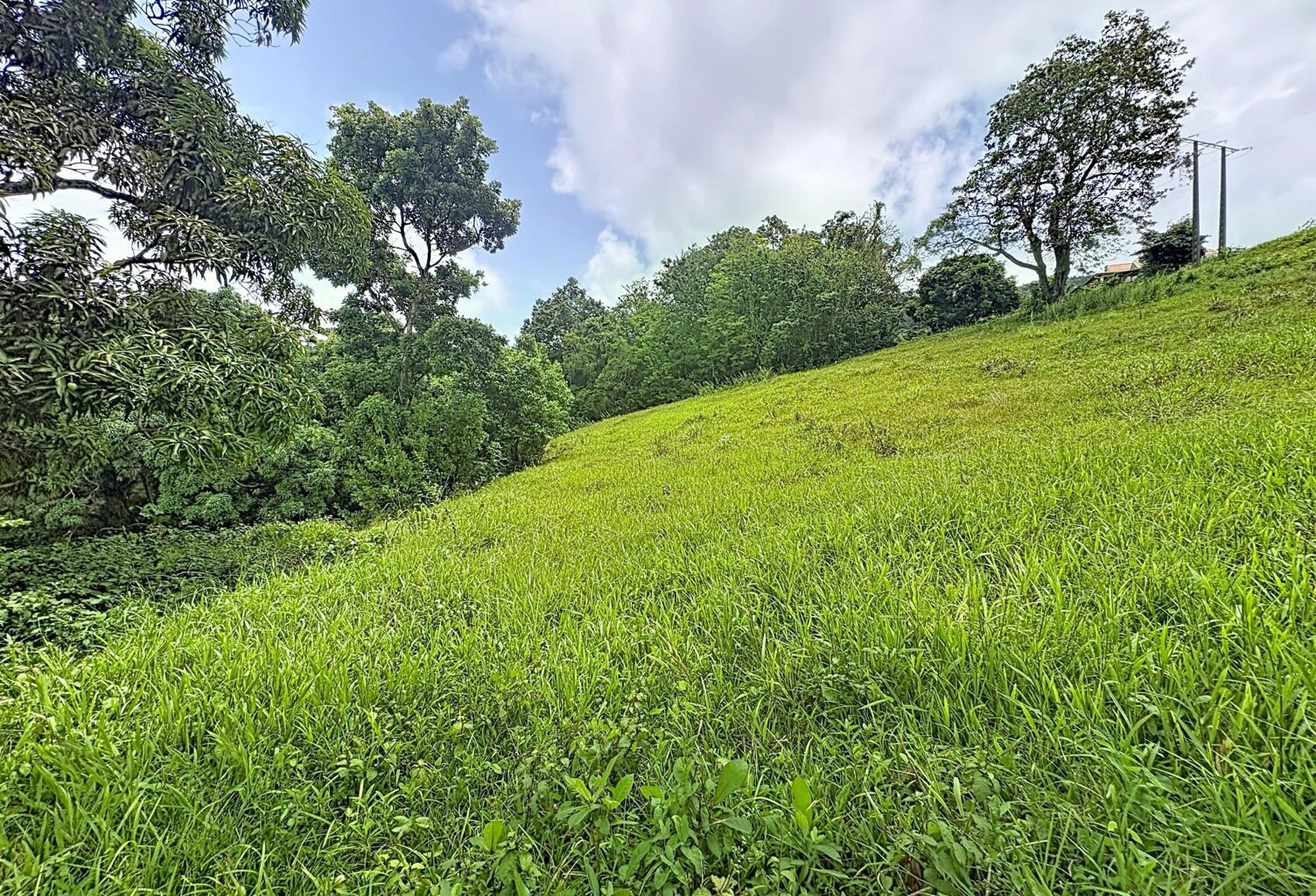 LE ROBERT : Ecrin de verdure de 2209 m² pour construire la maison de vos rêves — photo 1