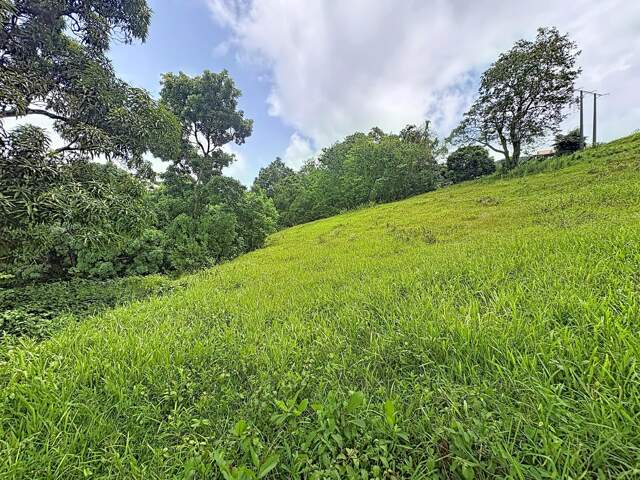 LE ROBERT : Ecrin de verdure de 2209 m² pour construire la maison de vos rêves — photo du bien