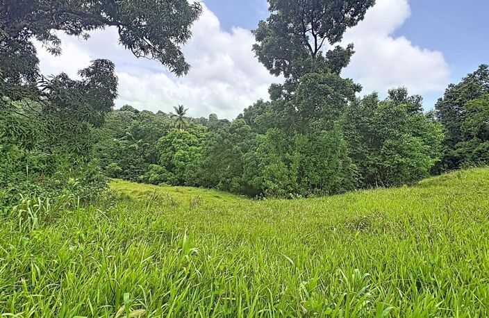 LE ROBERT : Ecrin de verdure de 2209 m² pour construire la maison de vos rêves — photo 2