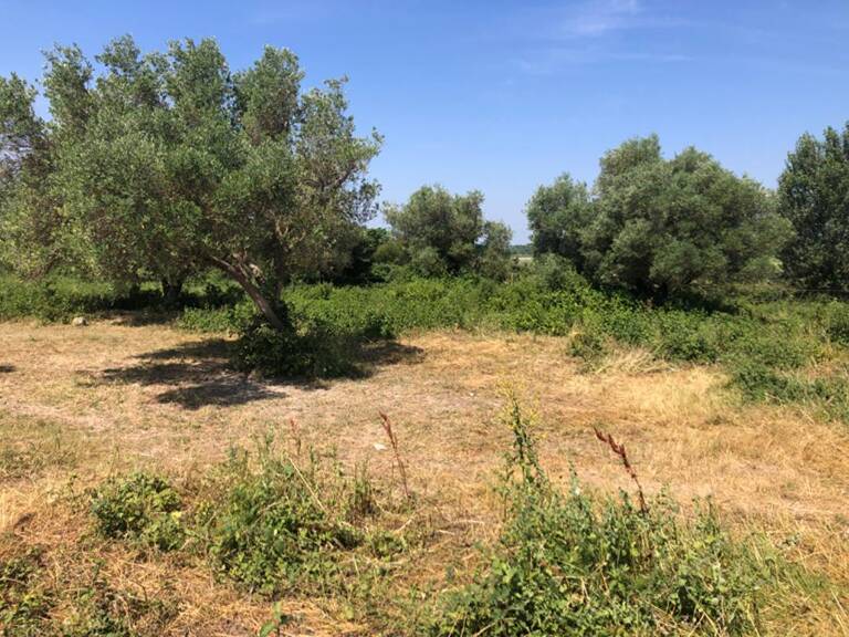 Terrain agricole Saint Hilaire D Ozilhan 6640 m2 72000 — photo 1