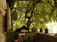 Charmante maison renovée au calme, jardin piscinable,petit g — photo 3