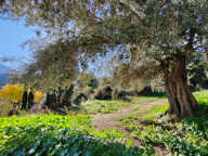 EXCLU VENTE : Terrain à batir, de 567,00 m² MONCALE (20) CU positif — photo 2