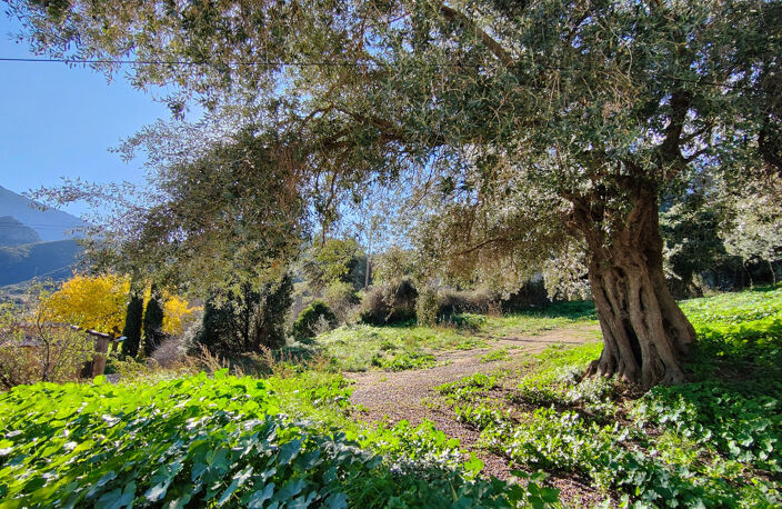 EXCLU VENTE : Terrain à batir, de 567,00 m² MONCALE (20) CU positif — photo 2