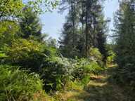 Terrain 16790 m2 — photo 2