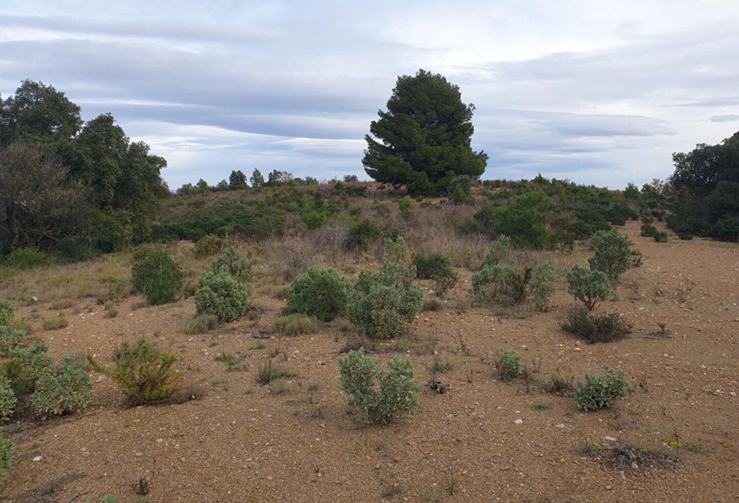 Terrain agricole de 1 hectare sur Torderes — photo 1