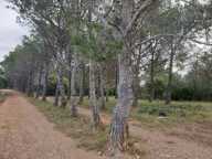 Terrain agricole de 1 hectare sur Torderes — photo 2