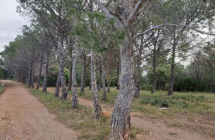 Terrain agricole de 1 hectare sur Torderes — photo 2