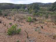 Terrain agricole de 1 hectare sur Torderes — photo 3