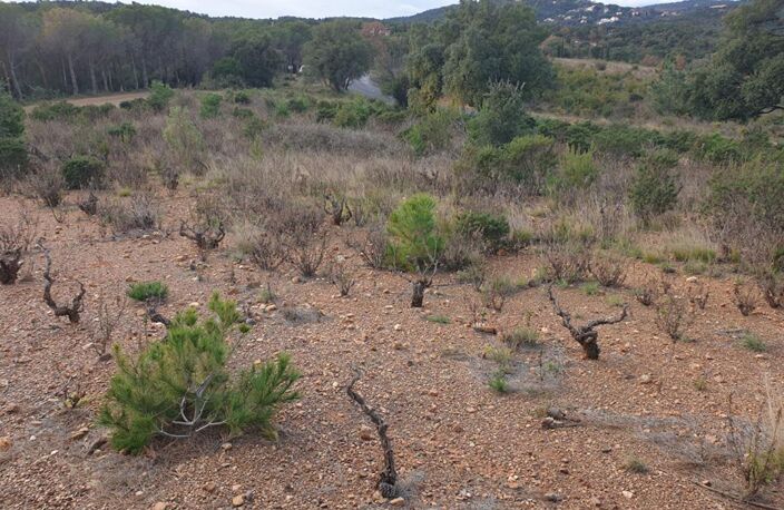 Terrain agricole de 1 hectare sur Torderes — photo 3