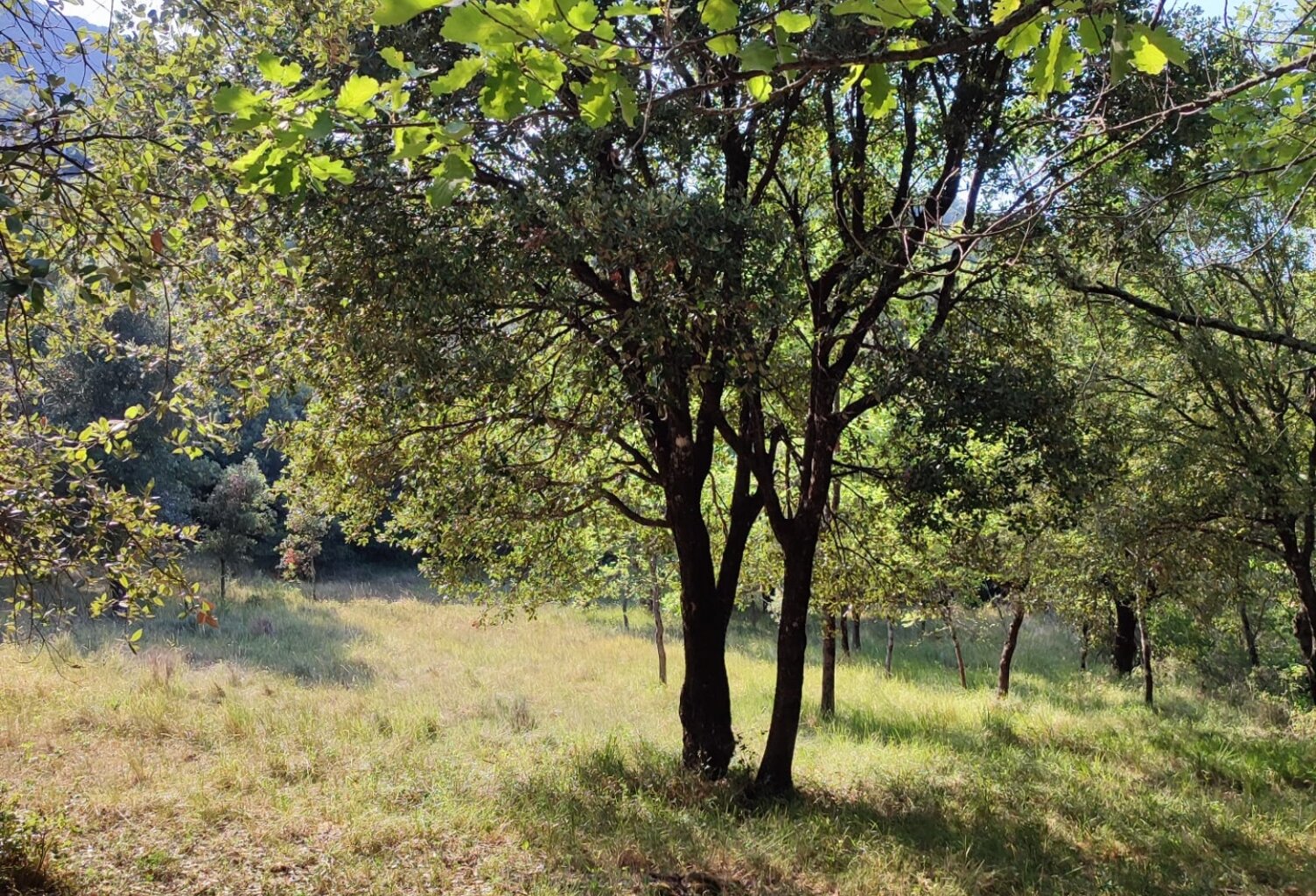 Vente Terrain 5 647 m&sup2; — photo 1
