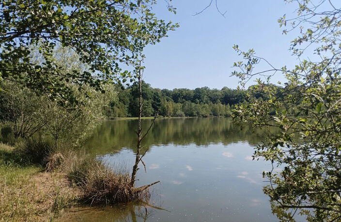 Vente étang de 11 ha environ sur terrain de 14 ha environ AI — photo 4
