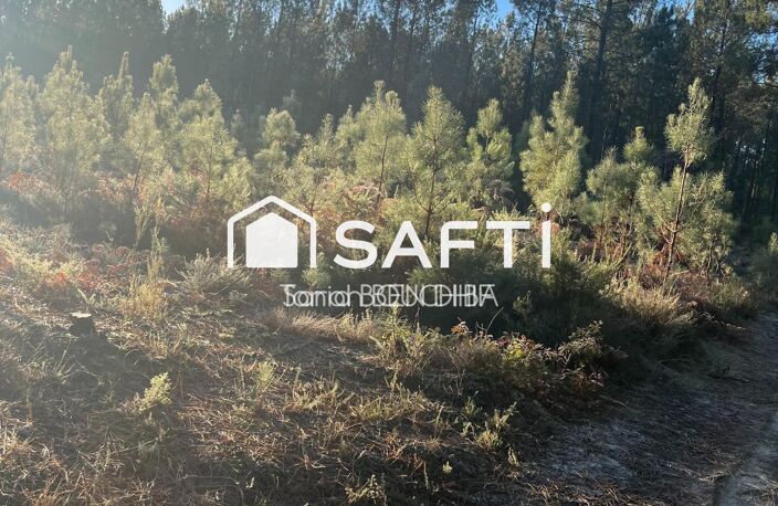 Terrain forestier — photo 2