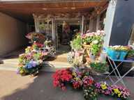 Activité commerciale Fleurs ou autre activité — photo 4