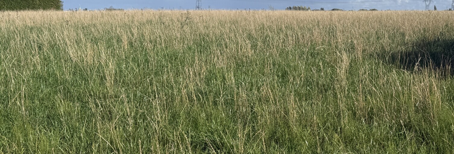 Terrain  1115 m² à vendre à Auchy-lez-Orchies (59310)