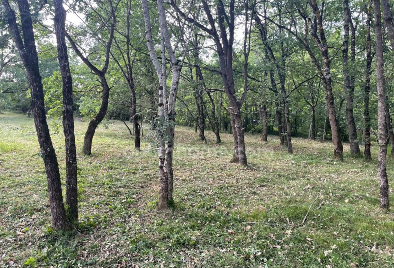 TERRAIN BOISE 1181 M² — photo 1