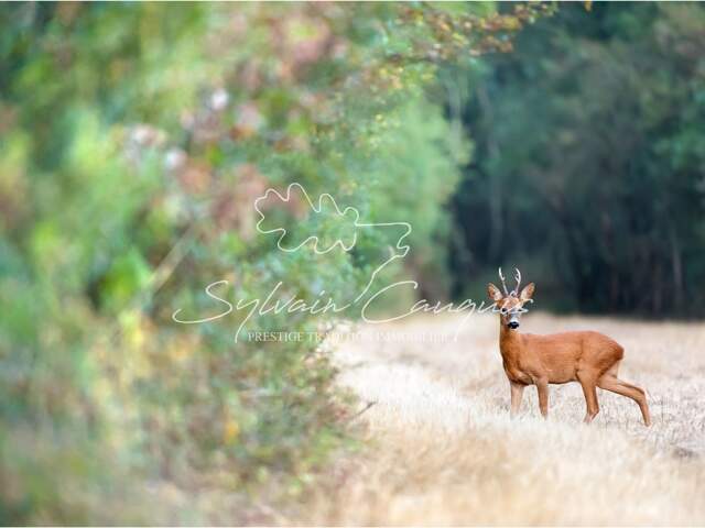 Propriété de Chasse ou d'Agrément de 37 hectares — photo du bien