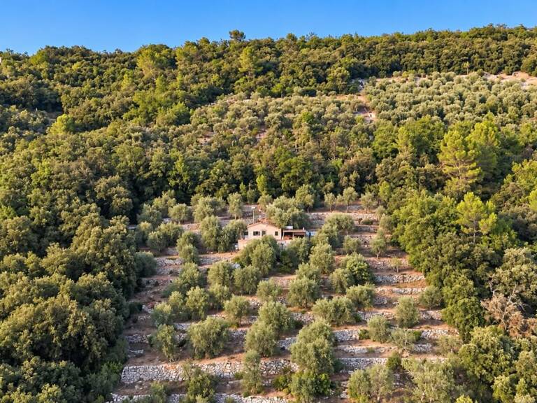 Magnifique Oliveraie et forêt avec Cabanon en vallée de la Siagne 16190 m2 — photo 1