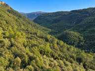 Magnifique Oliveraie et forêt avec Cabanon en vallée de la Siagne 16190 m2 — photo 2