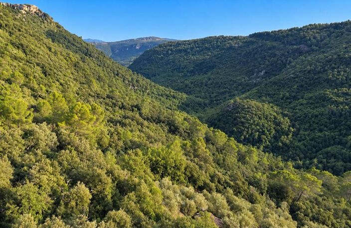 Magnifique Oliveraie et forêt avec Cabanon en vallée de la Siagne 16190 m2 — photo 2