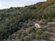 Magnifique Oliveraie et forêt avec Cabanon en vallée de la Siagne 16190 m2 — photo 3