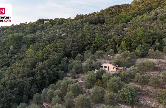 Magnifique Oliveraie et forêt avec Cabanon en vallée de la Siagne 16190 m2 — photo 3