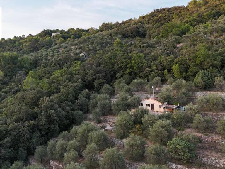Magnifique Oliveraie et forêt avec Cabanon en vallée de la Siagne 16190 m2 — photo 1