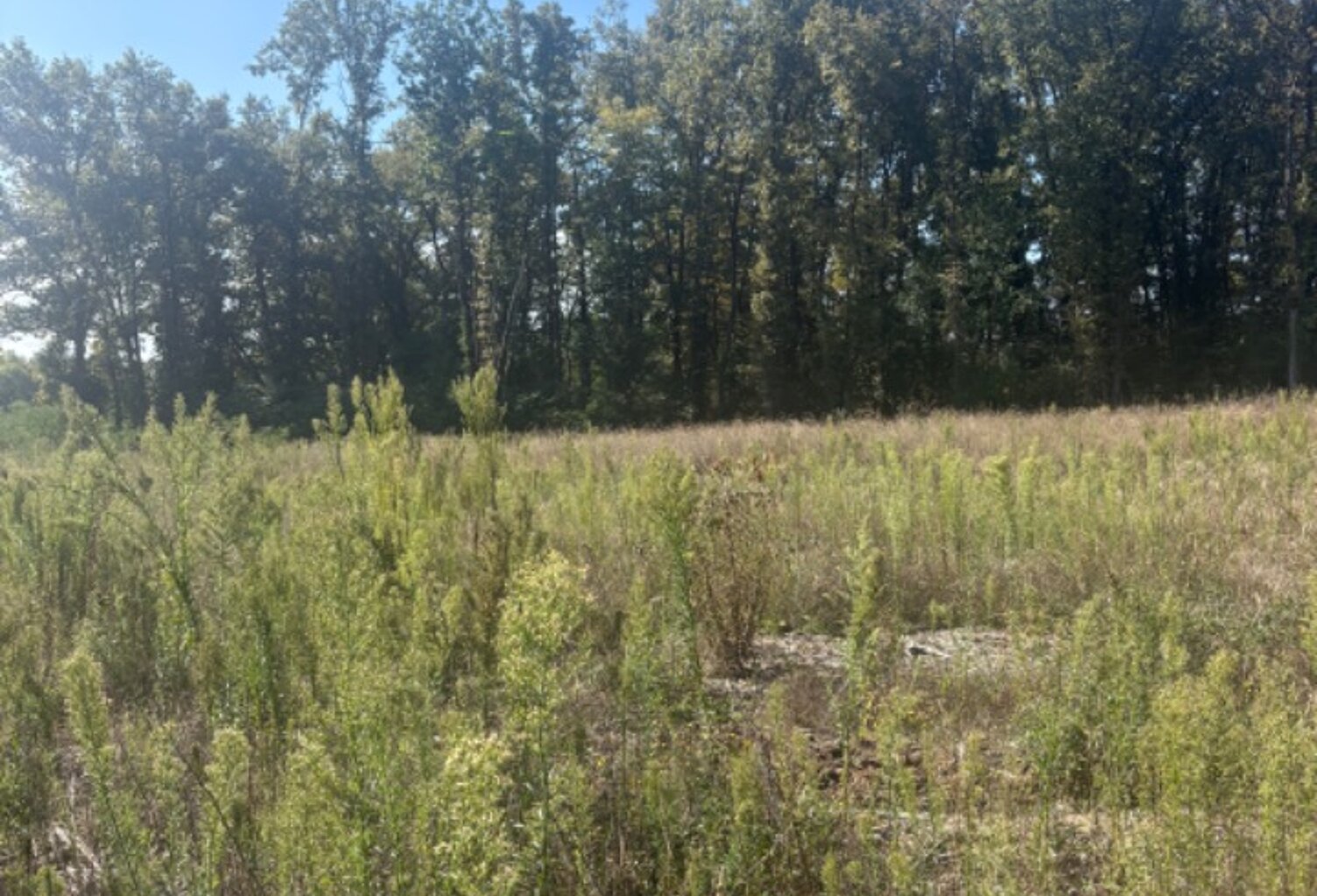 Terrain à bâtir à Galgon (33133) — photo 1