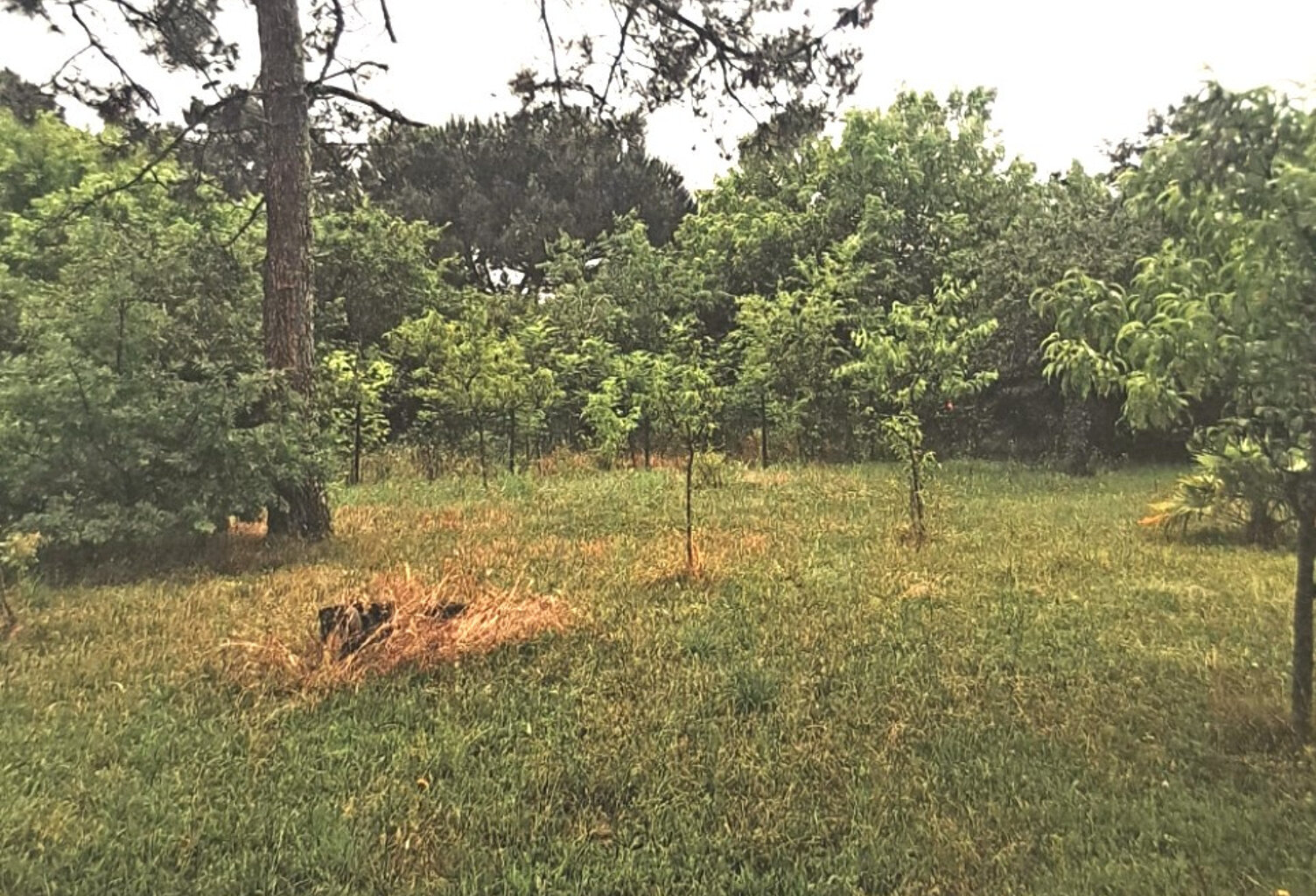 TERRAIN CONSTRUCTIBLE 475m2 - SAINT-YZAN-DE-SOUDIAC — photo 1