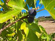 Vente Agriculture, Viticulture — photo 2