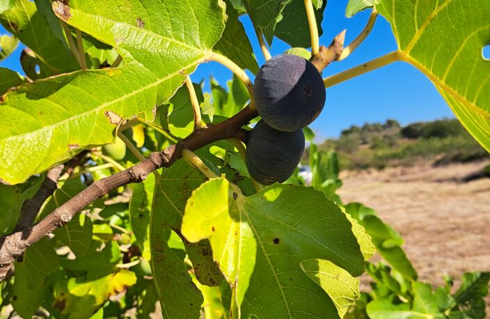 Vente Agriculture, Viticulture — photo 2