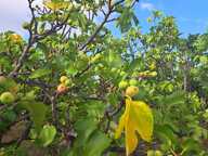 Vente Agriculture, Viticulture — photo 4