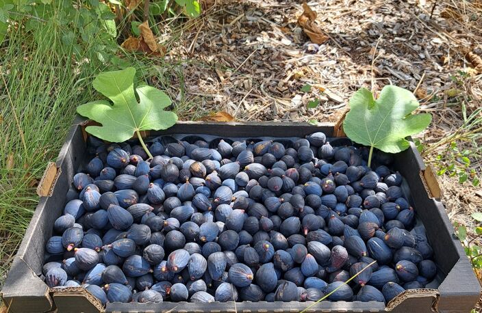 Vente Agriculture, Viticulture — photo 5