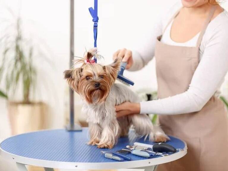DROIT AU BAIL Toilettage/Vente d'accessoires canins — photo 1
