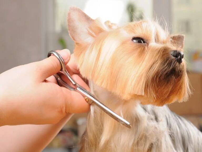 DROIT AU BAIL Toilettage/Vente d'accessoires canins — photo 1