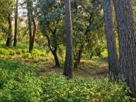 TERRAIN CONSCTRUCTIBLE 1246m2 BOLLENE 130 000 EUROS — photo 2