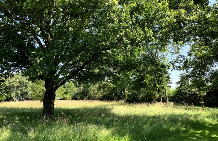 Magnifique ensemble Bressan situé dans un écrin de verdure — photo 3