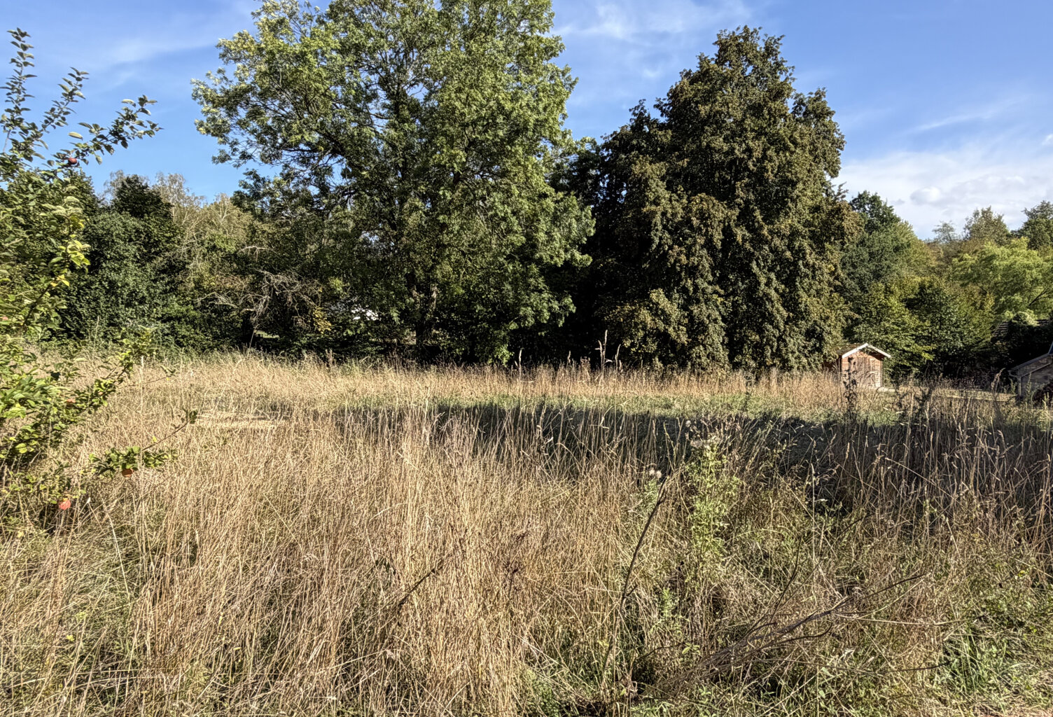 A L'OREE DE LA FORET — photo 1