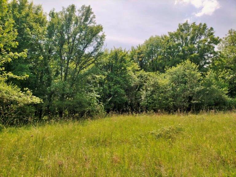 Terrain constructible boisé — photo 1