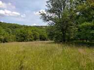 Terrain constructible boisé — photo 2