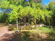 VENTE RILLIEUX LA PAPE 69140 - MAISON DE CHARME 1930 5 CHAMBRES AVEC GRAND JARDIN ARBORE - A RENOVER - POTENTI — photo 2