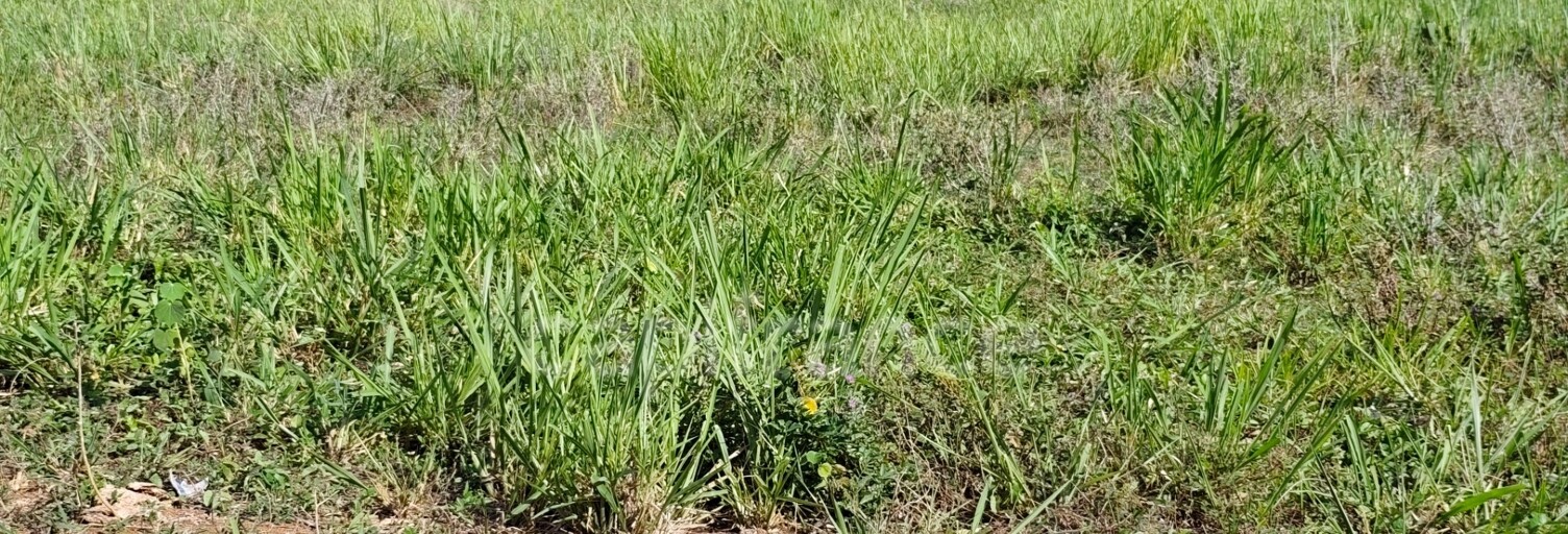 Terrain  800 m² à vendre à Sainte-Rose (97115)