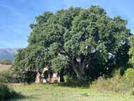 A vendre- Terrain constructible de 900 m2- vue montagnes, Ghisonaccia-Gare — photo 4