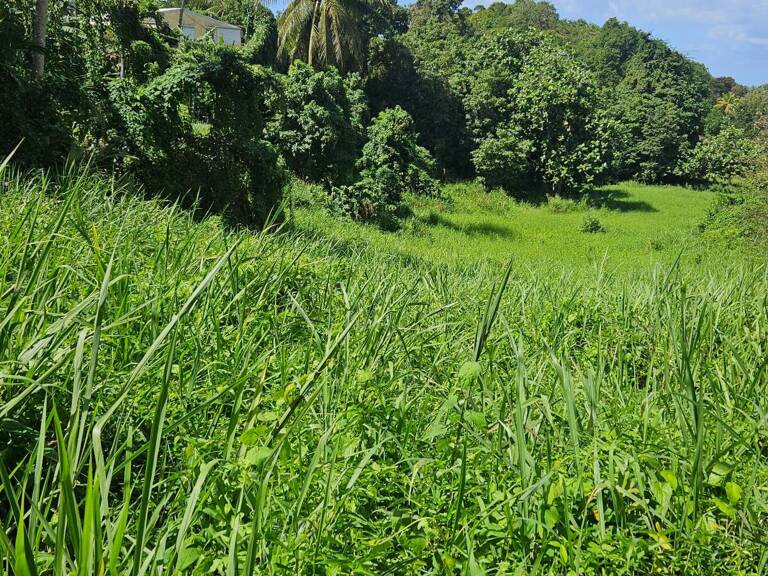 Terrain constructible de 915 m² – Les Abymes Cocoyer — photo 1