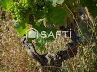 Domaine viticole avec cave, vignes et matériel d'exploitation — photo 4