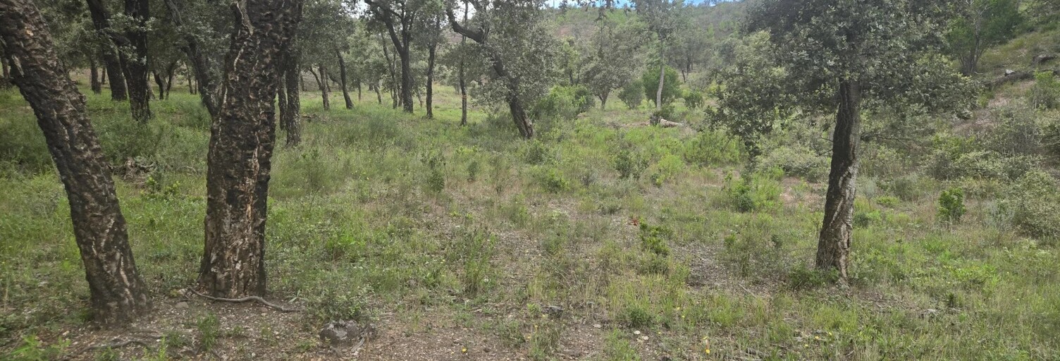 Terrain  47000 m² à vendre à Bormes-les-Mimosas (83230)