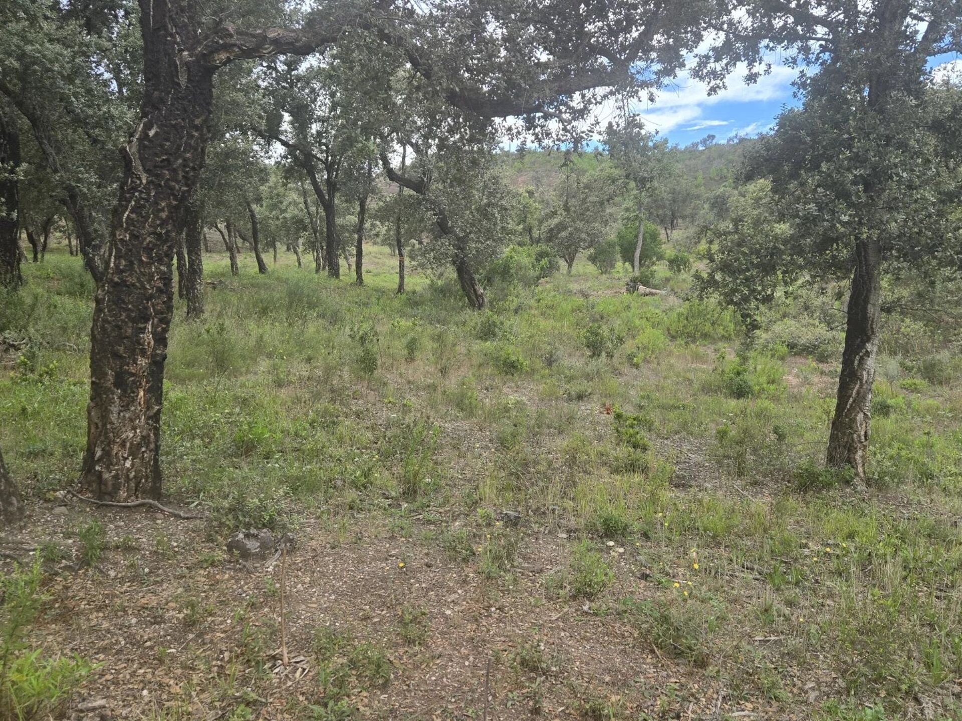 Vente Terrain 47000 m2 à Bormes-les-Mimosas · 215 000 €