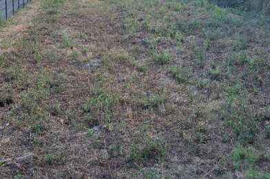 Terrain  49000 €