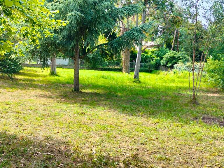 A vendre Terrain de 2200 m2, plat, arboré et clôturé à SAN NICOLAO (HAUTE CORSE) — photo 1