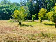 A vendre Terrain de 2200 m2, plat, arboré et clôturé à SAN NICOLAO (HAUTE CORSE) — photo 4